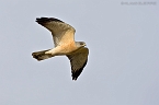 Levant Sparrowhawk_KBJ5543